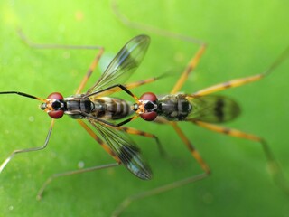 close-up of robberflies on leaf