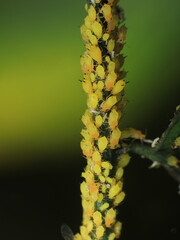 close-up weaver ant farming the aphids colony on leaf