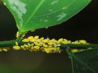 close-up weaver ant farming the aphids colony on leaf