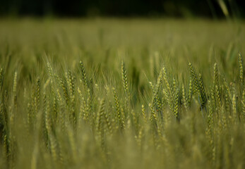 Beautiful wheat green field Kohat, Kpk, Pakistan, South Asia