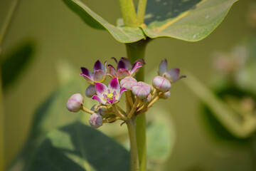 Calotropis procera flower, Apple of Sodom, Desert flower, Thar dessert, Thal desert, Asia.