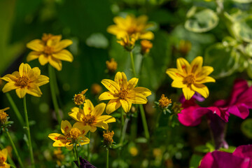 mix of garden flower in plastic pot, nature background, sunset light, copy space, Slovakia, Europe
