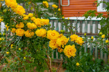 Beautiful yellow bush ROSES. A bouquet of flowers .On my birthday, happy holiday. Close-up. They grow in the garden and in nature. A festive concept. Postcard.
