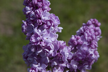 Close-Up of big purple, pink, blue, white lilac branch blooms on blurred background. Summer time bouquet of tender tiny flowers. Soft selective focus on delicate natural flowers on spring green bush