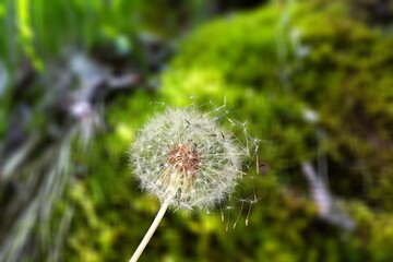Beautiful flower dandelion in landscape background