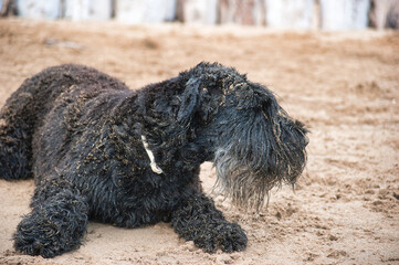 wet black dog at beach