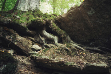 old tree roots growing on rocks in green forest