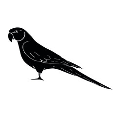 Vector hand drawn doodle sketch black Indian ringneck parrot isolated on white background