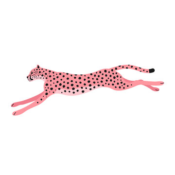 Vector flat jumping pink cheetah isolated on white background