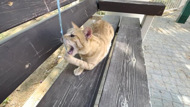 Ginger cat playing with a blue ribbon on a wooden bench outdoors