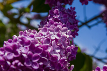Close-Up of big purple, pink, blue, white lilac branch blooms on blurred background. Summer time bouquet of tender tiny flowers. Soft selective focus on delicate natural flowers on spring green bush