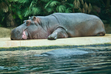 Hippo lying on stone floor and resting. large mammal from Africa. Vegan animal