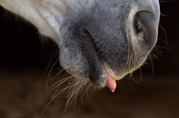 Pferdemaul mit Zunge