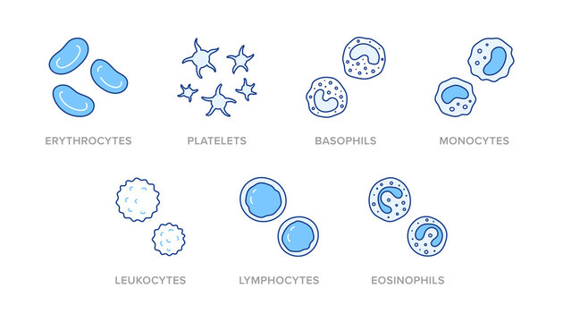 Blood cells doodle illustration including icons - erythrocyte, platelet, basophil, monocyte, leukocyte, lymphocyte, eosinophil. Thin line art about hematology. Blue Color, Editable Stroke