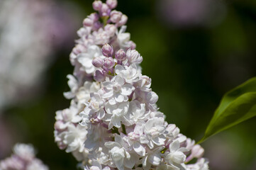 Close-Up of big purple, pink, blue, white lilac branch blooms on blurred background. Summer time bouquet of tender tiny flowers. Soft selective focus on delicate natural flowers on spring green bush