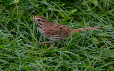 Song sparrow looking for food on the lawn in a park