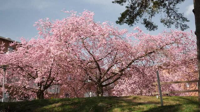 Sakura Cherry Blossom Trees Wide Tilt Shot, Low Angle