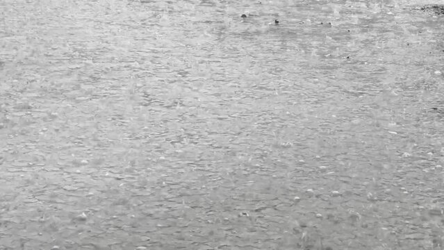 A lot of heavily rain on the soil of the crops on the farm. Slow motion of raindrops. Rainy or typhoon season. Extreme weather caused by global warming