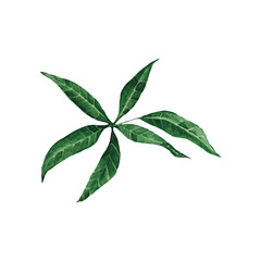 Watercolor botanical illustration. Mango leaf isolated on white background