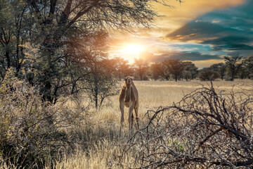 camels in the bush