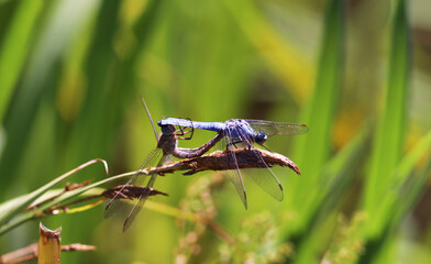 Dragonflies procreating against the backdrop of lush green plants