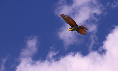Golden bee-eater in flight against a blue sky and white clouds.