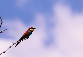 Golden bee-eater sits on a branch against the sky...