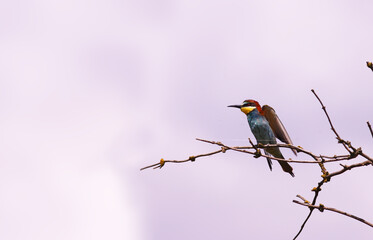 The flapping of the wings of a golden bee-eater on a branch..