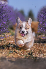 Happy Corgi Pembroke puppy running through a lavender field