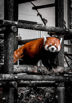 Panda Japones