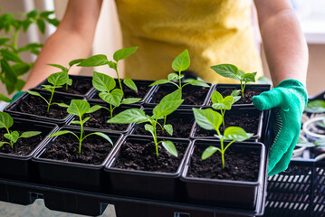 Growing seedlings, sowing seedlings, planting vegetables, home plants. The gardener's gloved hands carry pepper seedlings in pots