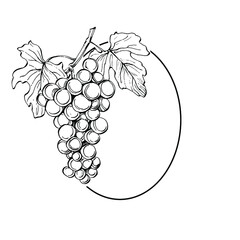 Hand drawn Grape floral logo, frame, border, promo element. Brand emblem template. Minimalistic monogram. Rustic elegant trademark or logotypes background.
