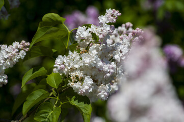 Close-Up of big purple, pink, blue, white lilac branch blooms on blurred background. Summer time bouquet of tender tiny flowers. Soft selective focus