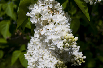 Close-Up of big purple, pink, blue, white lilac branch blooms on blurred background. Summer time bouquet of tender tiny flowers. Soft selective focus