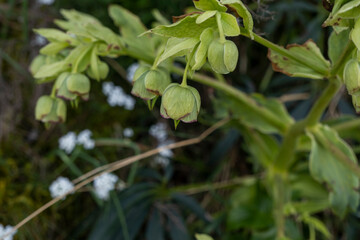 Stinking hellebore (Helleborus foetidus)