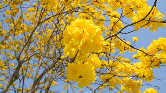 yellow flower Golden Tree , Yellow Trumpet Tree Scientific name Tabebuia chrysantha Nichols English called Golden Tree or Tallow Pui, flowers bloom yellow
