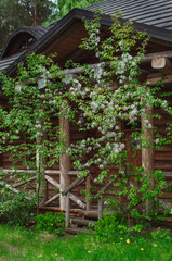 Fototapeta na wymiar Wooden cosy forest cabin surrounded with blooming flowers