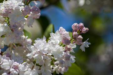 Close-Up of big purple, pink, blue, white lilac branch blooms on blurred background. Summer time bouquet of tender tiny flowers. Soft selective focus