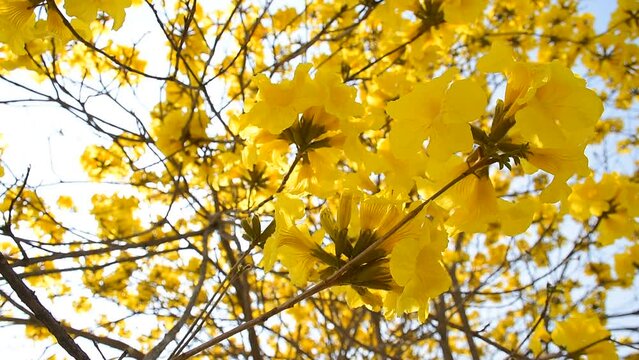 yellow flower Golden Tree , Yellow Trumpet Tree Scientific name Tabebuia chrysantha Nichols English called Golden Tree or Tallow Pui, flowers bloom yellow