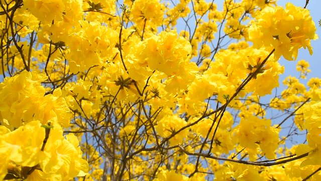 yellow flower Golden Tree , Yellow Trumpet Tree Scientific name Tabebuia chrysantha Nichols English called Golden Tree or Tallow Pui, flowers bloom yellow