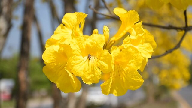 yellow flower Golden Tree , Yellow Trumpet Tree Scientific name Tabebuia chrysantha Nichols English called Golden Tree or Tallow Pui, flowers bloom yellow