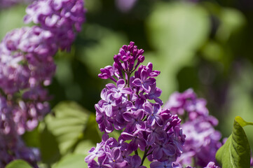 Close-Up of big purple, pink, blue, white lilac branch blooms on blurred background. Summer time bouquet of tender tiny flowers. Soft selective focus