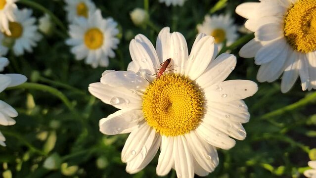 Close up of a daisy isolated with an insect crawling on it just after a rain fall. There are water drops on the petals.
