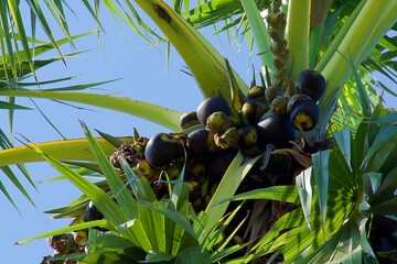 Palmyra Palm on the tree