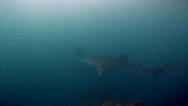 Under water film - of a 5 meter long Whale shark swimming by two scuba divers with a fair amount of plankton i the sea - Sail Rock Island in Thailand