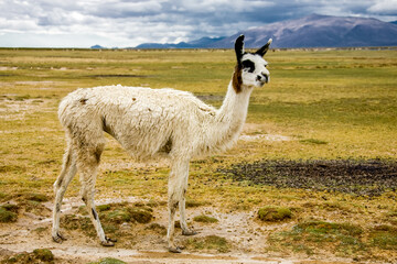 Fototapeta premium Lamas alpacas in the field of Bolivia. Wildlife of Altiplano, South America