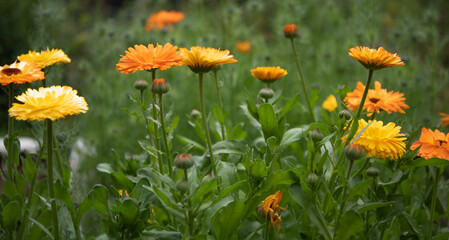 Calendula in field
