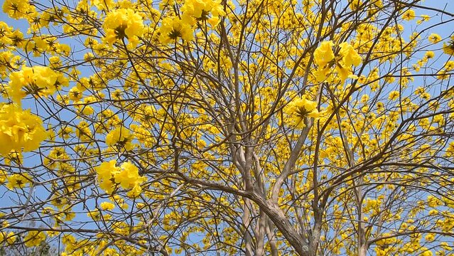 yellow flower Golden Tree , Yellow Trumpet Tree Scientific name Tabebuia chrysantha Nichols English called Golden Tree or Tallow Pui, flowers bloom yellow