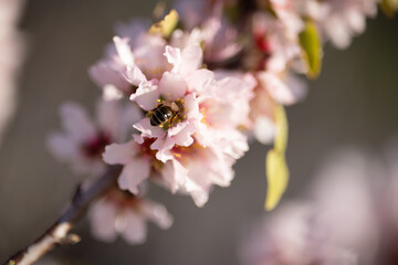 Fototapeta premium Almendro en flor con abeja 3