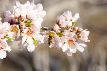 Fototapeta premium Almendro en flor con abeja 2